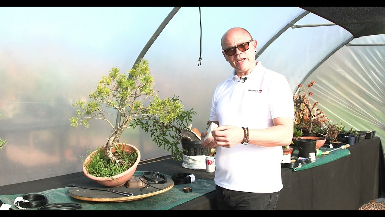 The Bonsai Show S1 Episode 8 - Bending bonsai trunk, The Swiss Dragon Update and Morten Albek