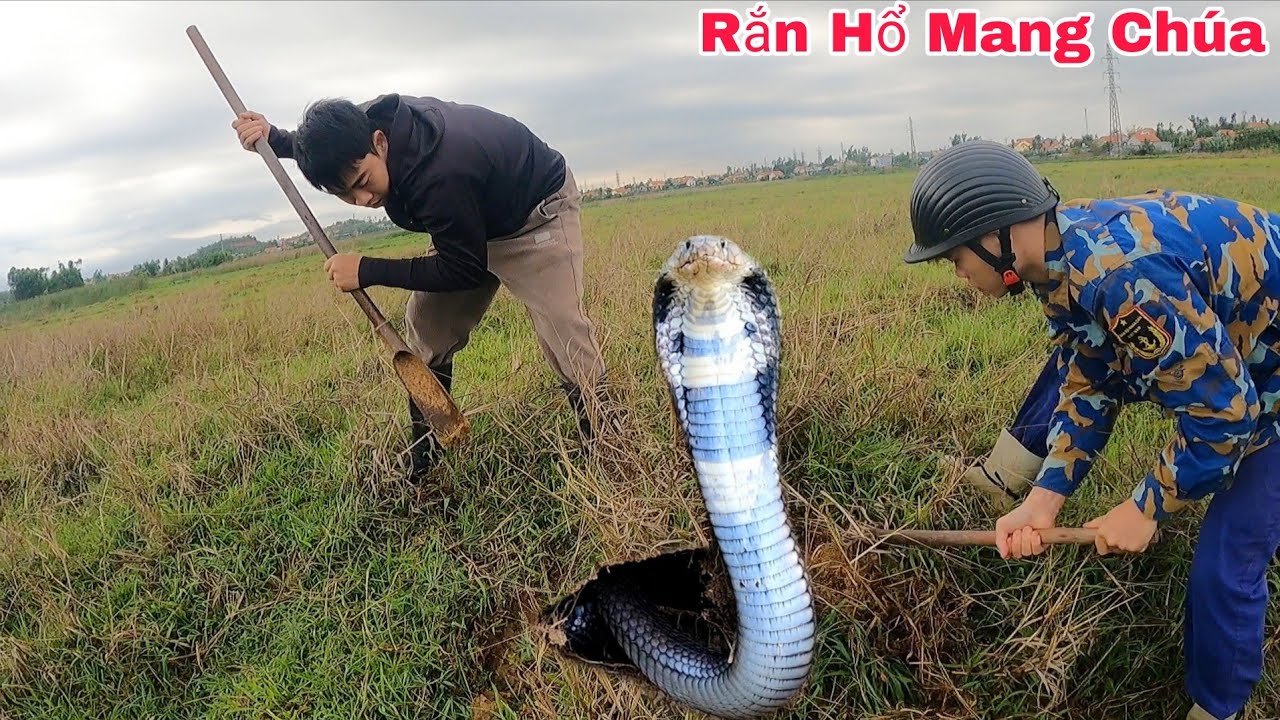3 Anh Em Hoảng Sợ Khi Phát Hiện 2 Con Rắn Hổ Mang Chúa Đang Lột Xác Ngoài Cánh Đồng