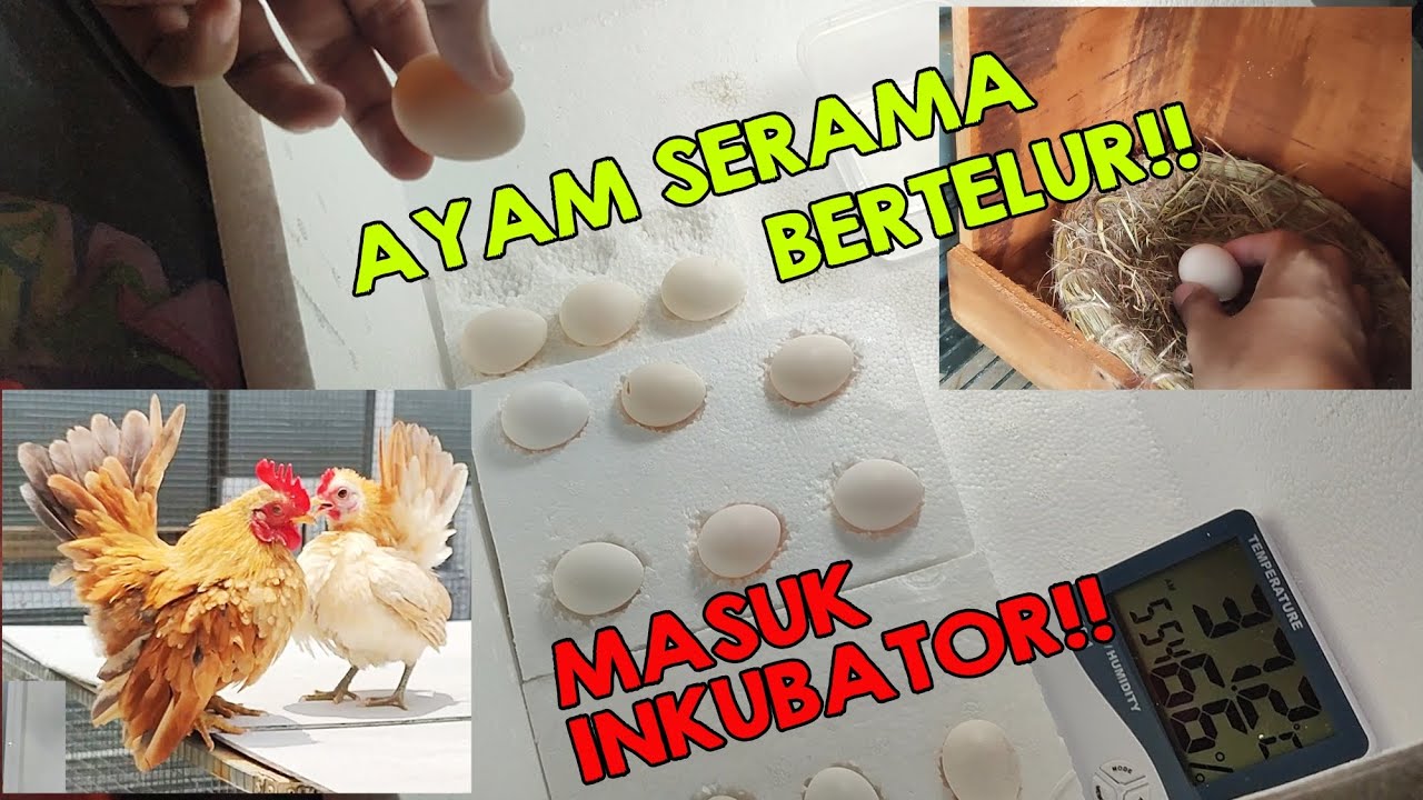 Ayam Serama Bertelur! Masuk Inkubator sampai netas!