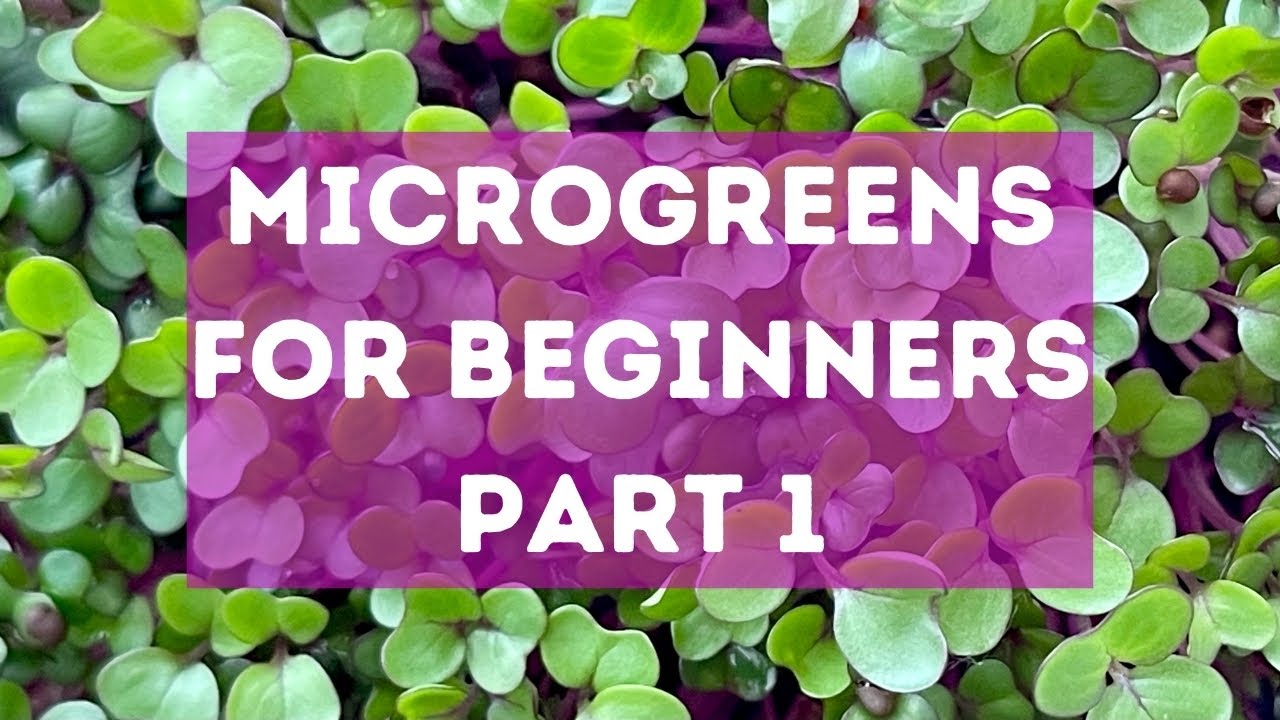 MICROGREENS FOR BEGINNERS - PART 1