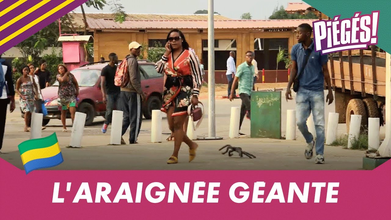 L'ARAIGNÉE GÉANTE - PIÉGÉS! (02/02/20)
