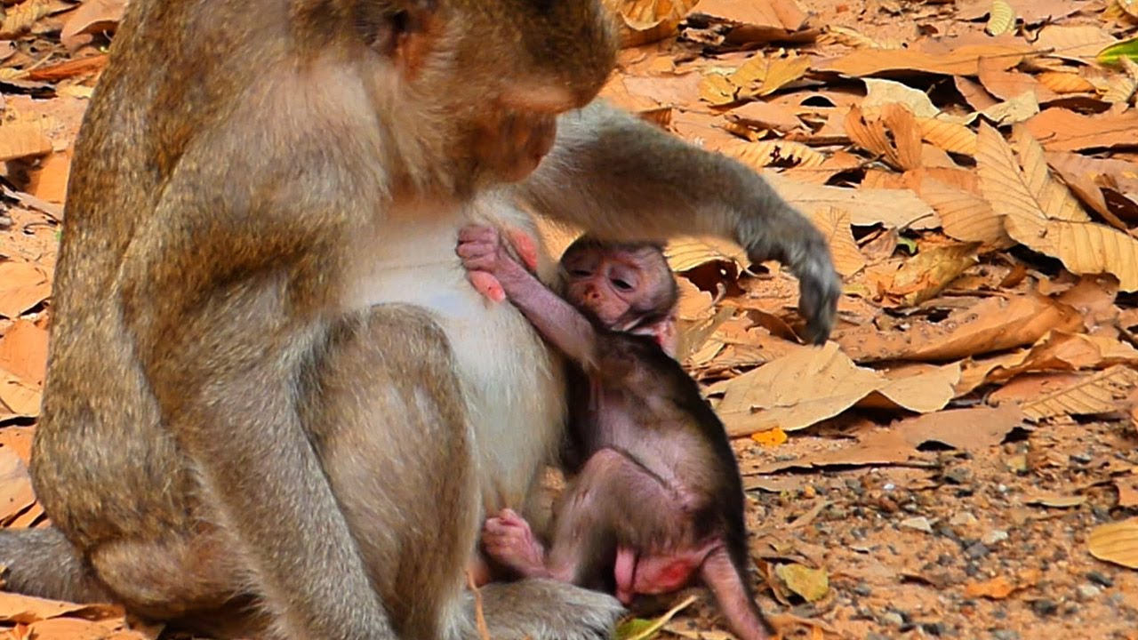 Momma Spring monkey inhibitt​ to Sapphire feeding milk, Cute baby monkey | Baby Fabulous