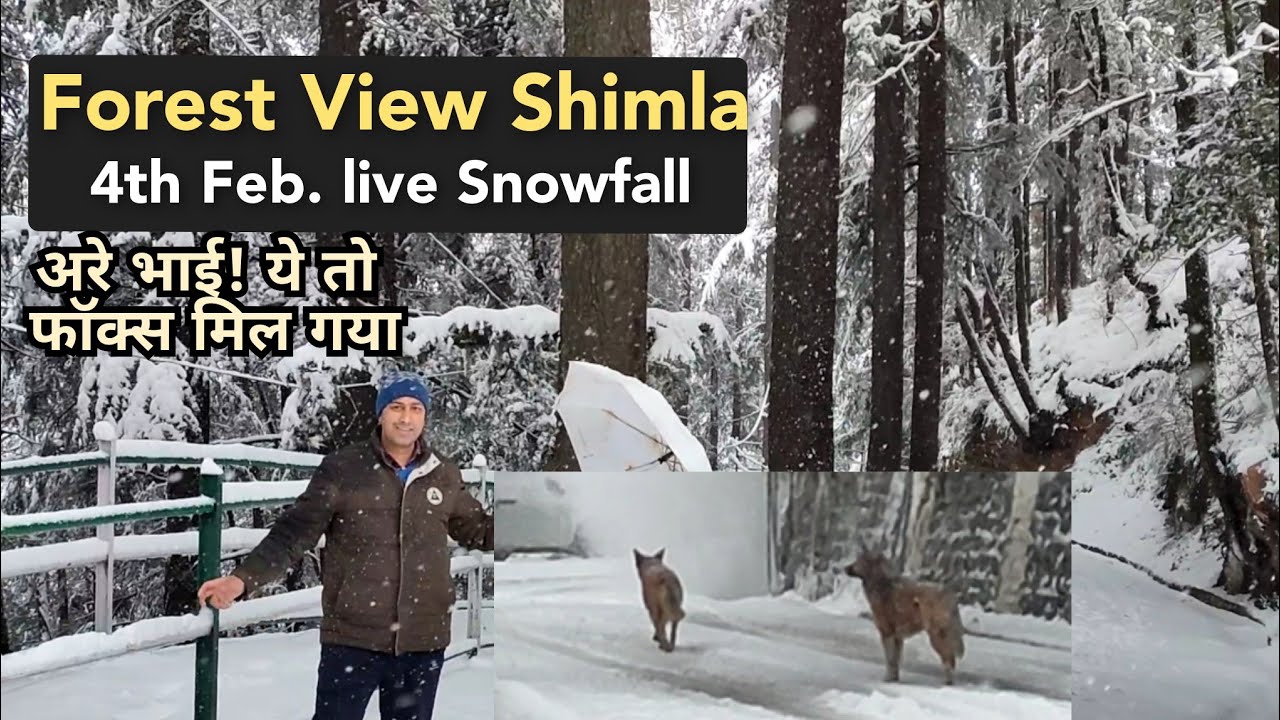 Unseen⛄Untouched Snowfall View in Shimla / Shimla Forest View in Live Snowfall / Shimla Snowfall