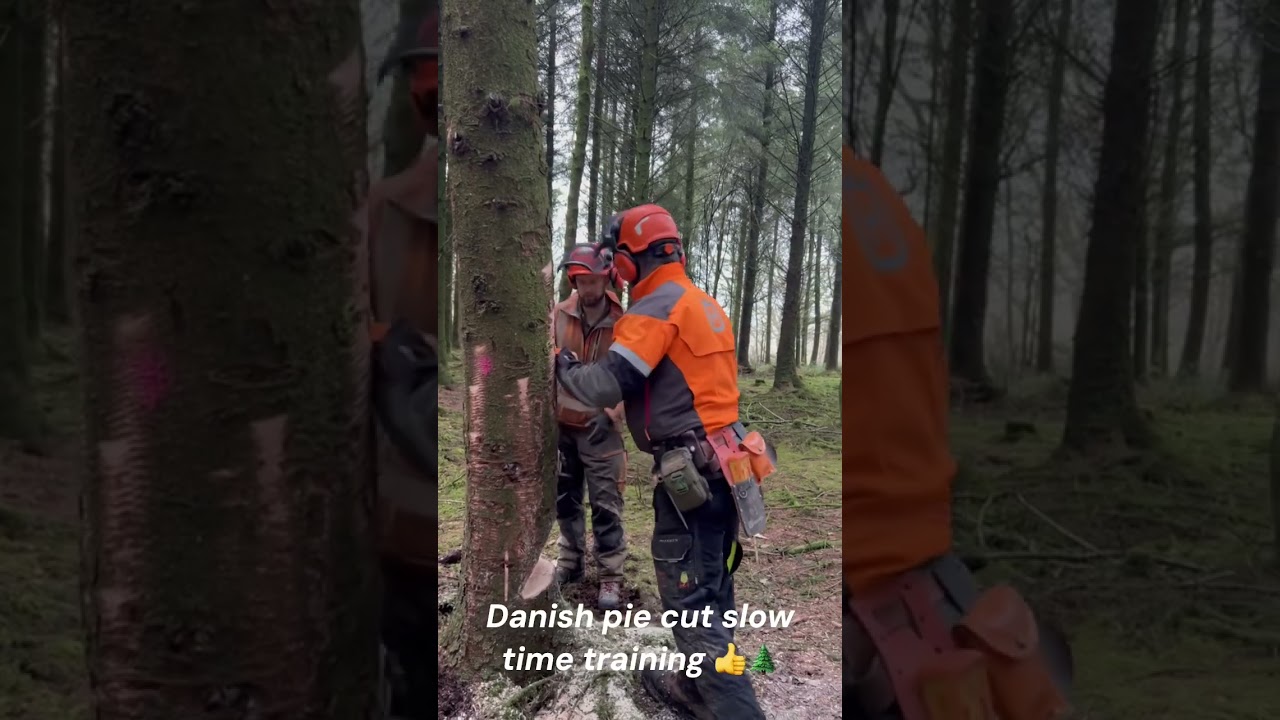 Danish Pie/holding tree felling cut training demo for my students