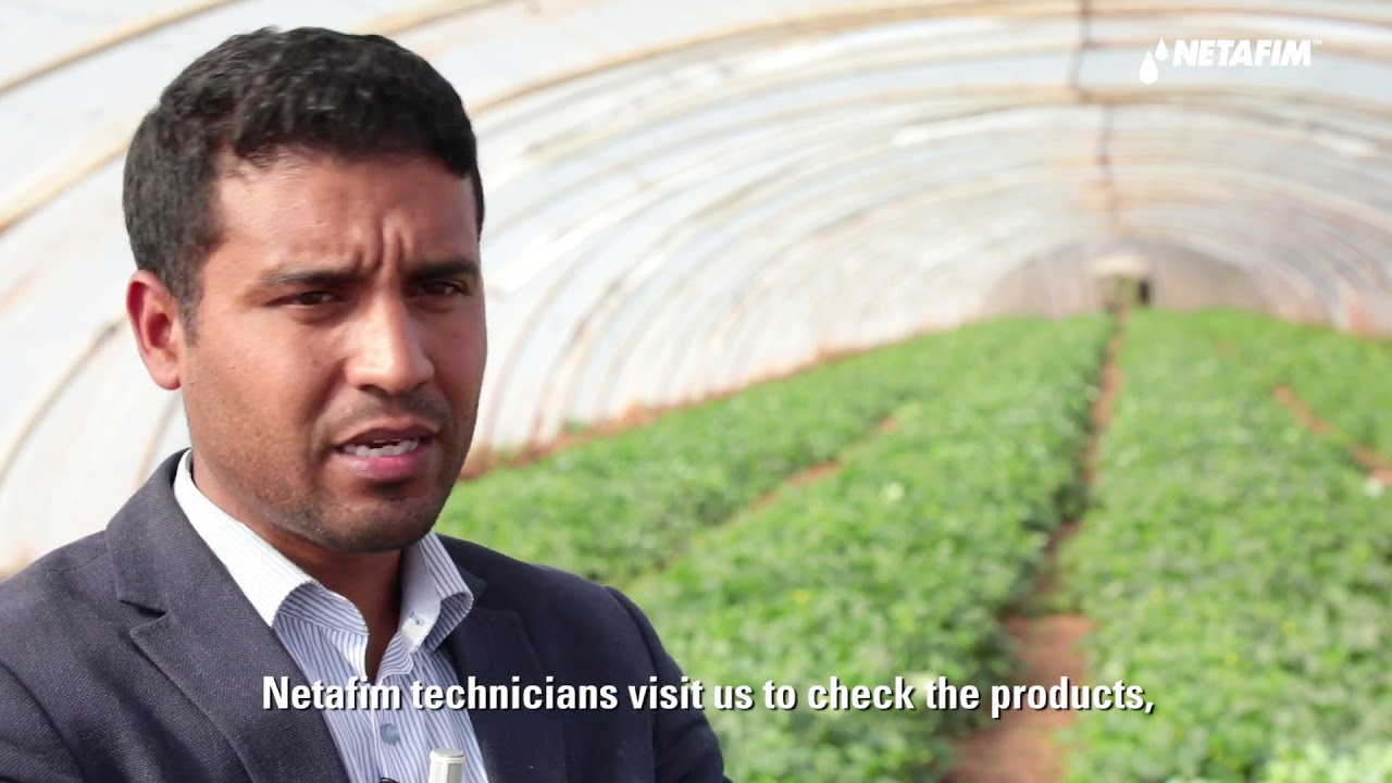 Melons Morocco: Increased & uniformed yield with drip I Netafim