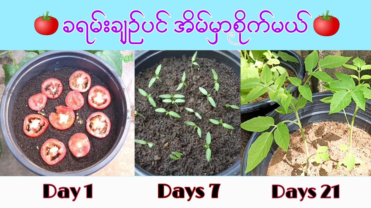 စားလို့ပိုတဲ့ခရမ်းချဉ်စေ့ကို ခရမ်းချဉ်ပင်ပြန်စိုက်မယ်/Tomato plant easily growing from seed .