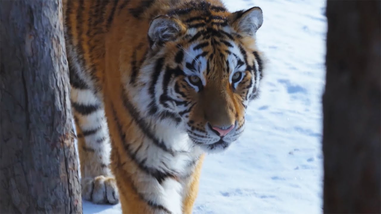 The Endangered Wildlife of China | 4K Nature Documentary