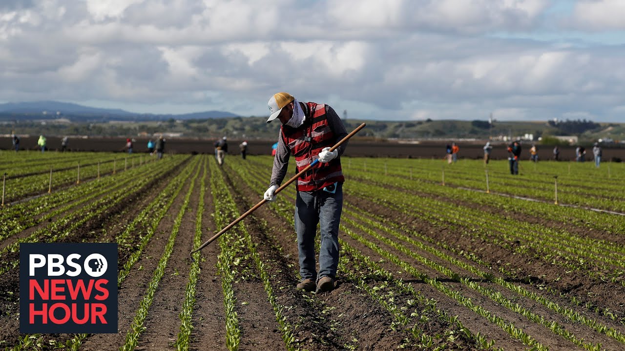 How the COVID-19 pandemic is sending American agriculture into chaos