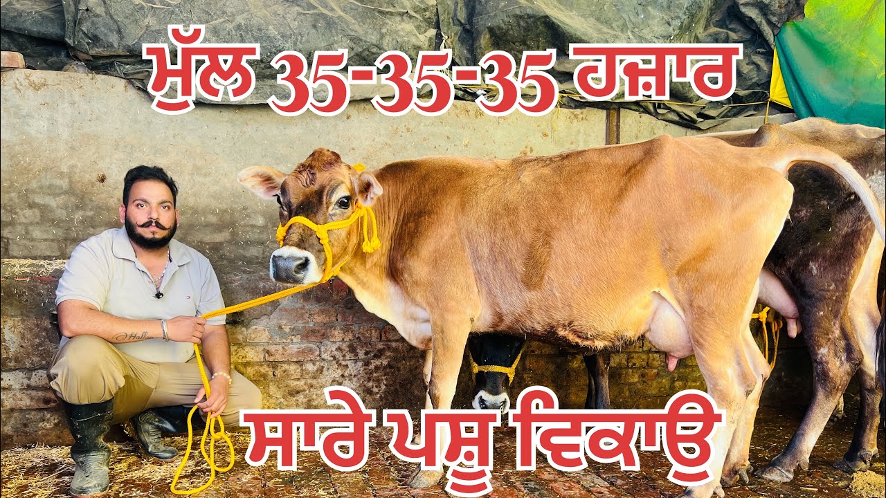 ਮੁੱਲ 35 ਹਜ਼ਾਰ 🔥 ਸਾਰੇ ਪਸ਼ੂ ਵਿਕਾਉ-All animals for sale #brardairyfarmmoga 