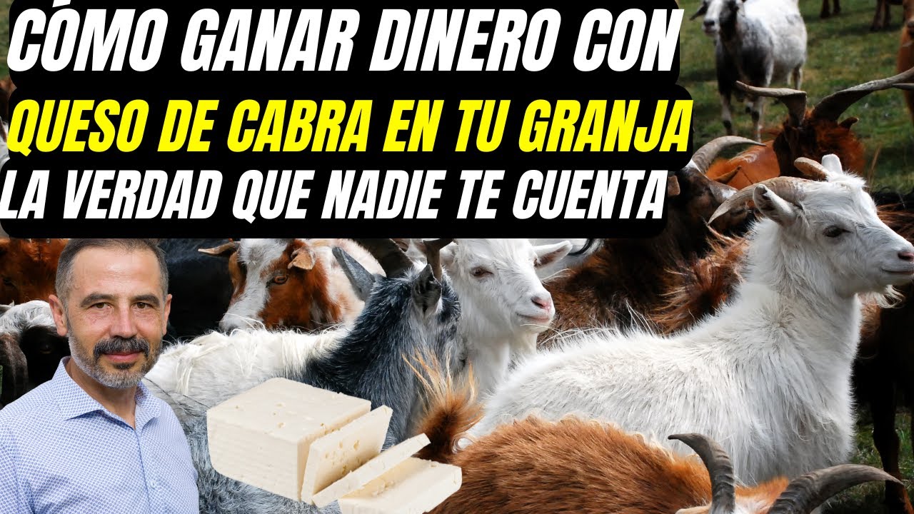 C&oacute;mo ganar dinero con queso de cabra en tu granja