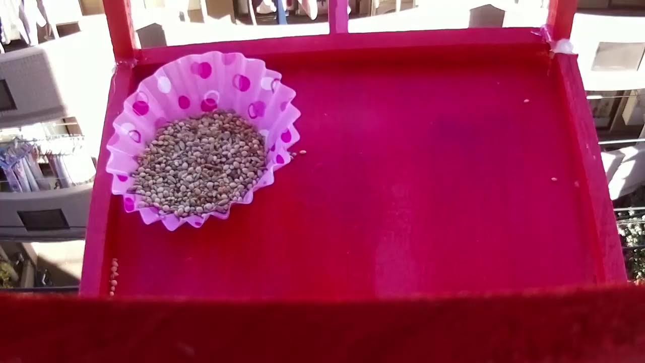 トリチューブ (BirdTube)