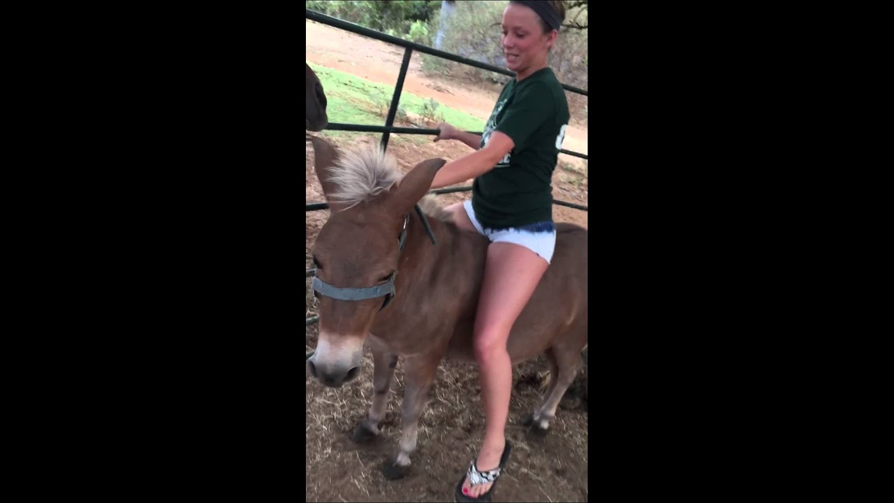 Mini Mule