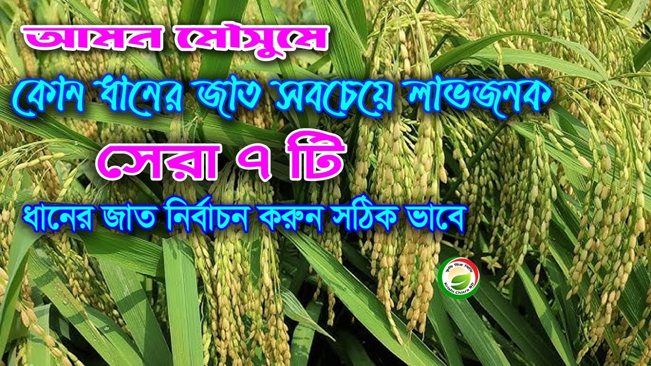 ধানের জাত নির্বাচন করুন সঠিকভাবে! আমন মৌসুমের ৭টি গুরুত্বপূর্ণ ধানের জাত