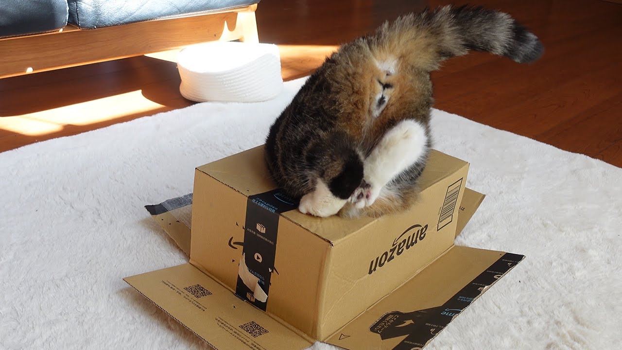 どんなに箱が小さくなっても絶対に入れると思うねこ。-No matter how small the box, Maru thinks he can put in definitely.-