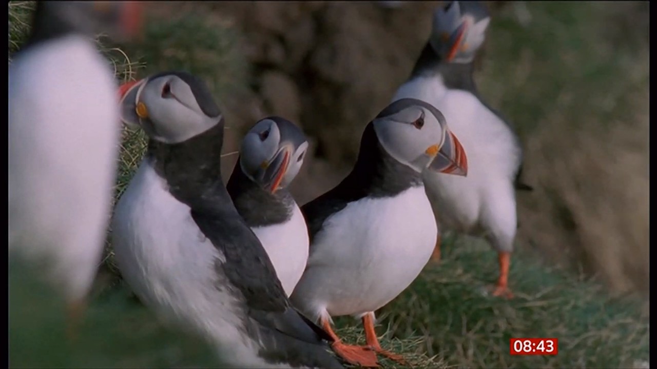 World-first as Rathlin Island is declared ferret free (Northern Ireland) 23/Mar/2026