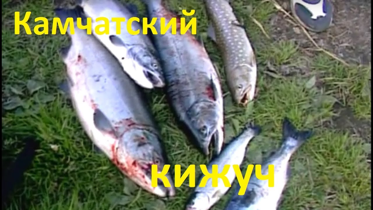 Диалоги о рыбалке -  153 - Ловля Кижуча на Камчатке.