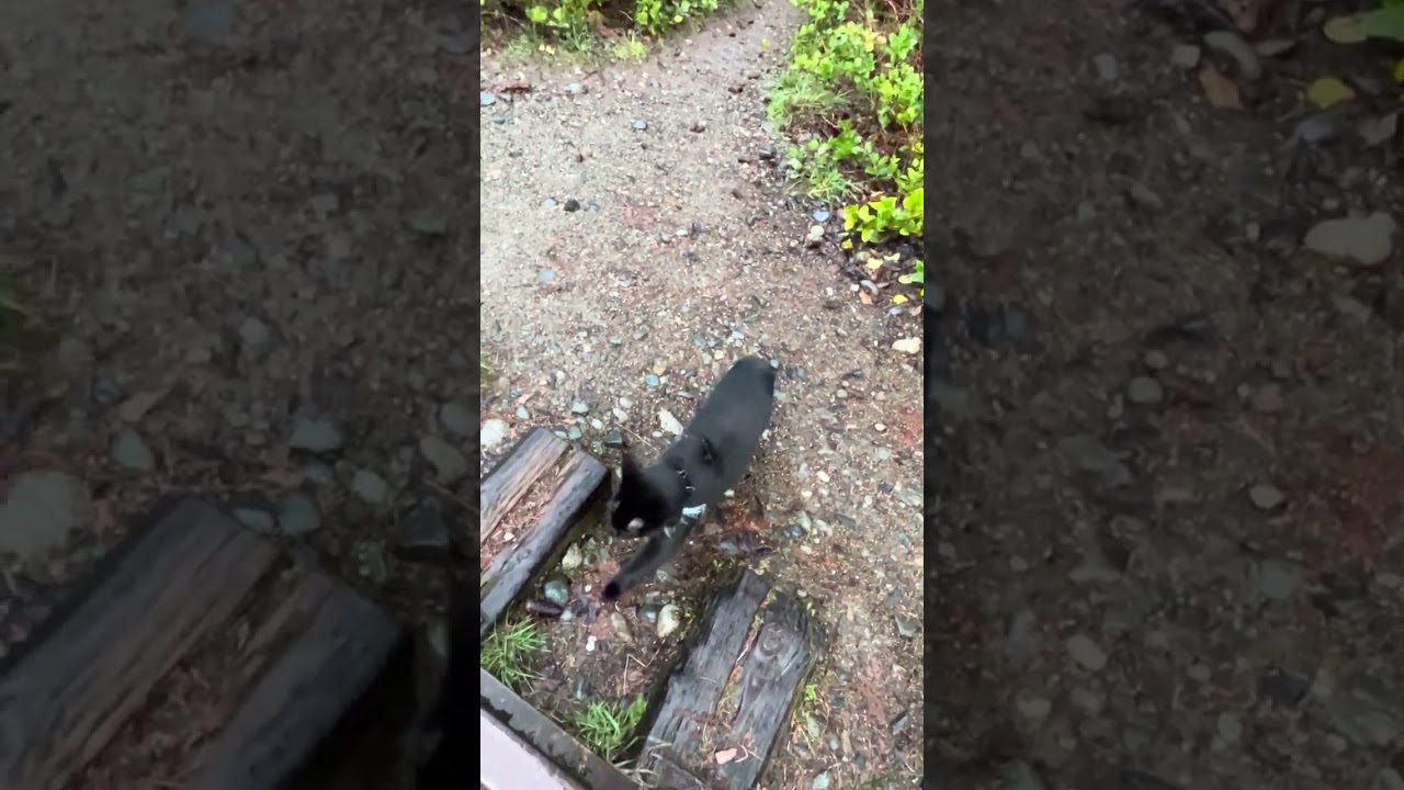 Luna, Trixie and Macie’s walk 