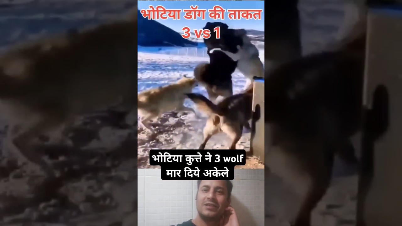 Bhotia dog ki power dekh lo - bahut khatarnak fight - dog lover 