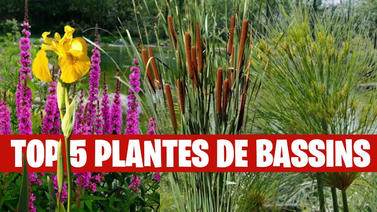 Bassin Planté : Les 5 Plantes Parfaites pour Filtrer et Embellir - FLORE-AQUATIQUE