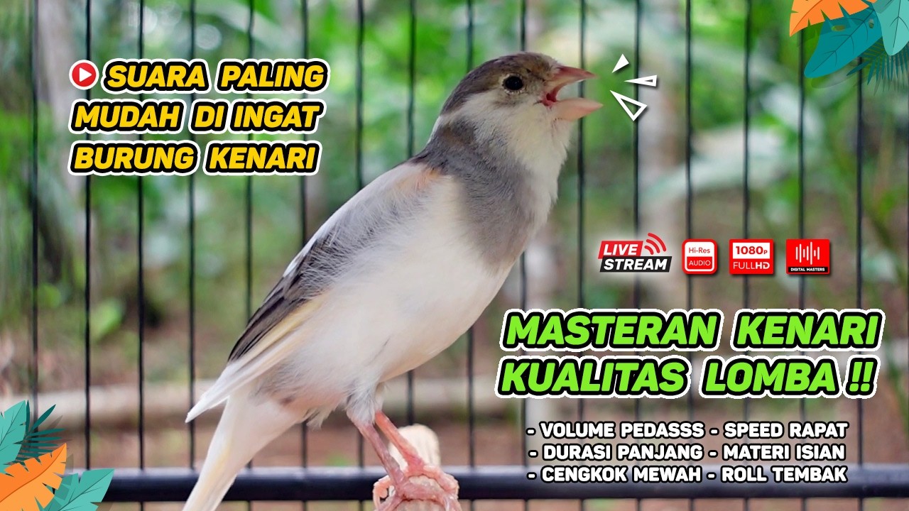 Kenari GACOR NGEREK‼️ Masteran Kenari PAUD dan Pancingan Kenari MACET BUNYI dan Betina NGIWIR - 219