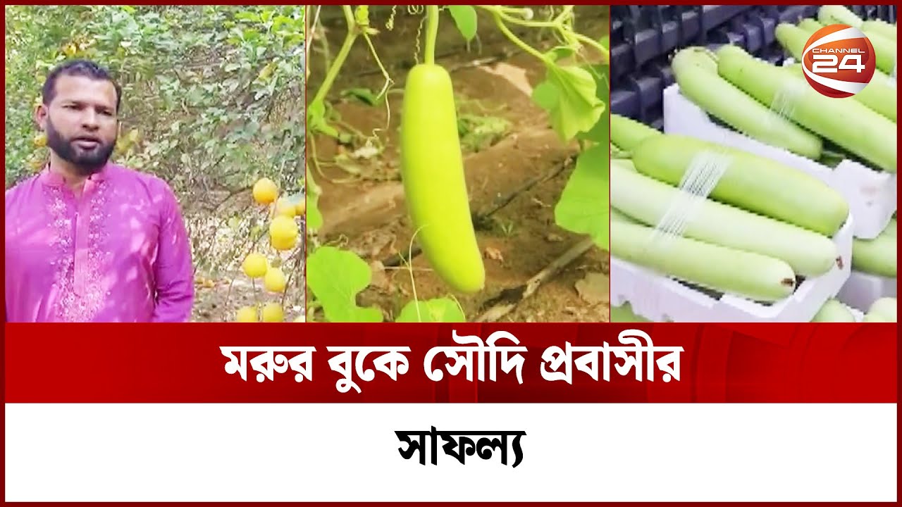 সৌদির দাম্মামে চাষাবাদ করে ভাগ্য ফিরিয়েছেন চাঁদপুরের মনির হোসেন | Dammam | Agriculture | Channel 24