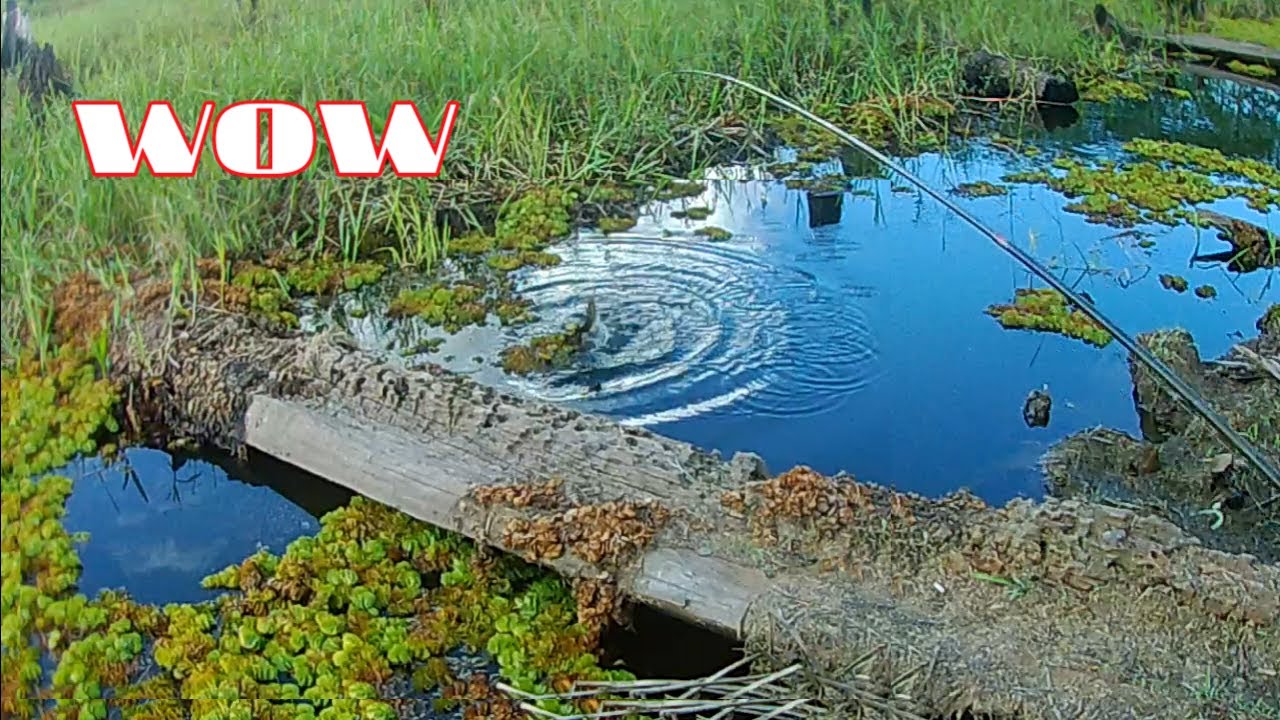 BANYAK IKAN YANG BIKIN EMOSI !! Mancing ikan sepat Siam || kir Yanto 77