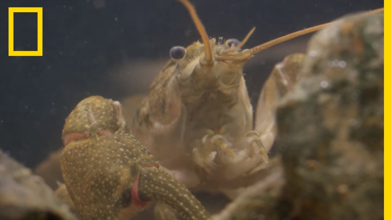 Les &eacute;crevisses des Appalaches film&eacute;es au plus pr&egrave;s