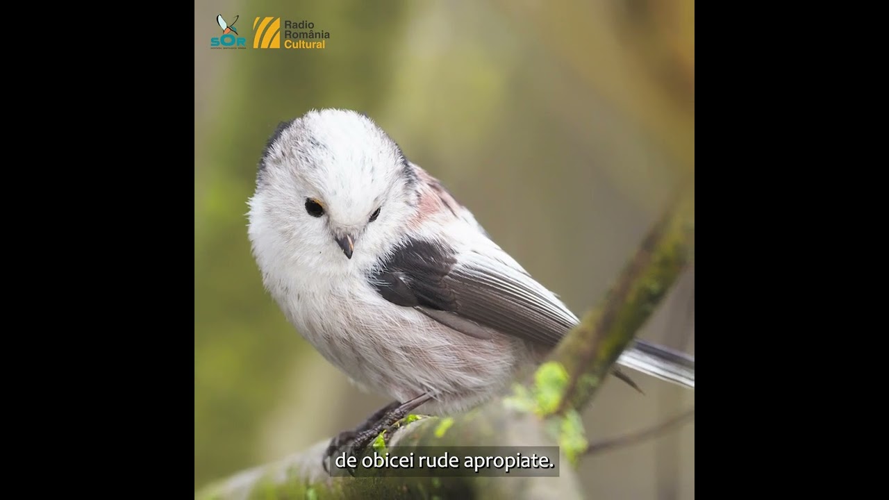 Pițigoiul codat / Minutul de natură / Orașul vorbește la RRC