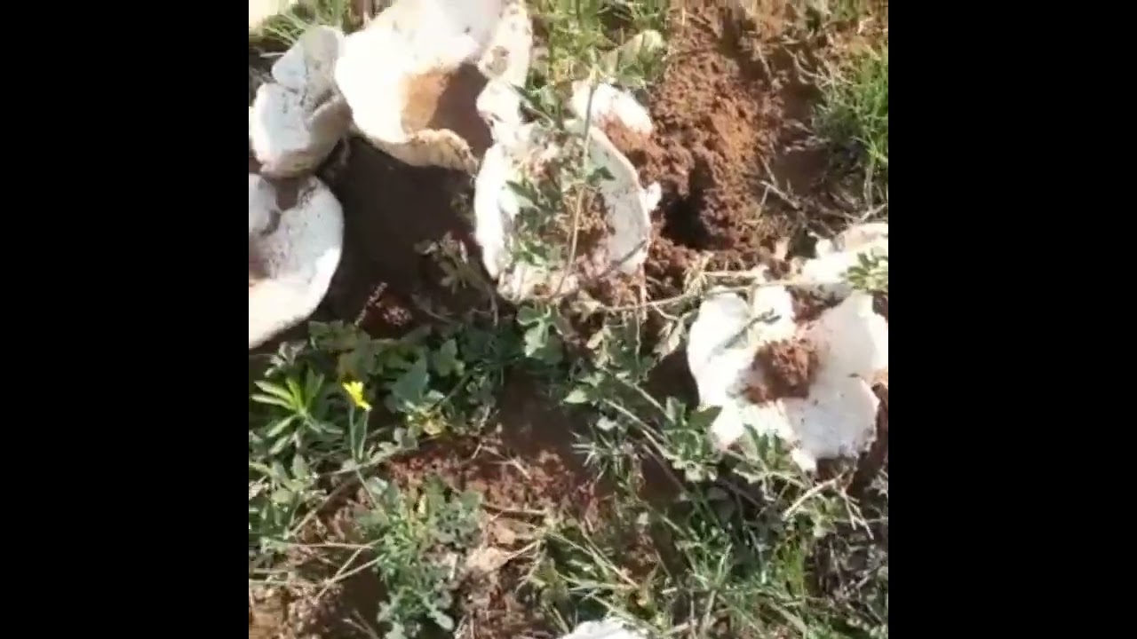 Deda Busika