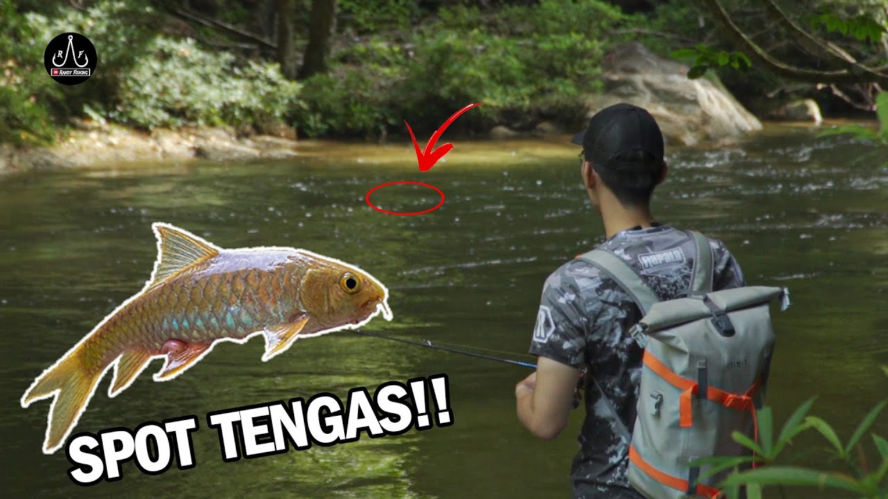 Casting TENGAS In Sungai Sedim Kedah! | UPSTREAM FISHING | - EP89