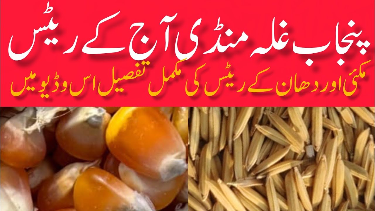 DHAN PRICE TODAY OKARA MANDI PUNJAB MAIZE RATE TODAY OKARA MANDI PUNJAB PAKISTAN 17.01.2026