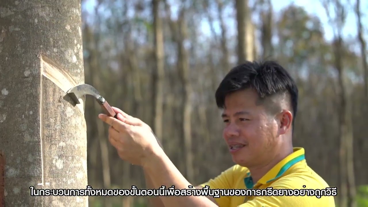 การจับมีดกรีดยาง การกรีดยางให้ถึงท่อน้ำยาง การยางแห่งประเทศไทย EP4