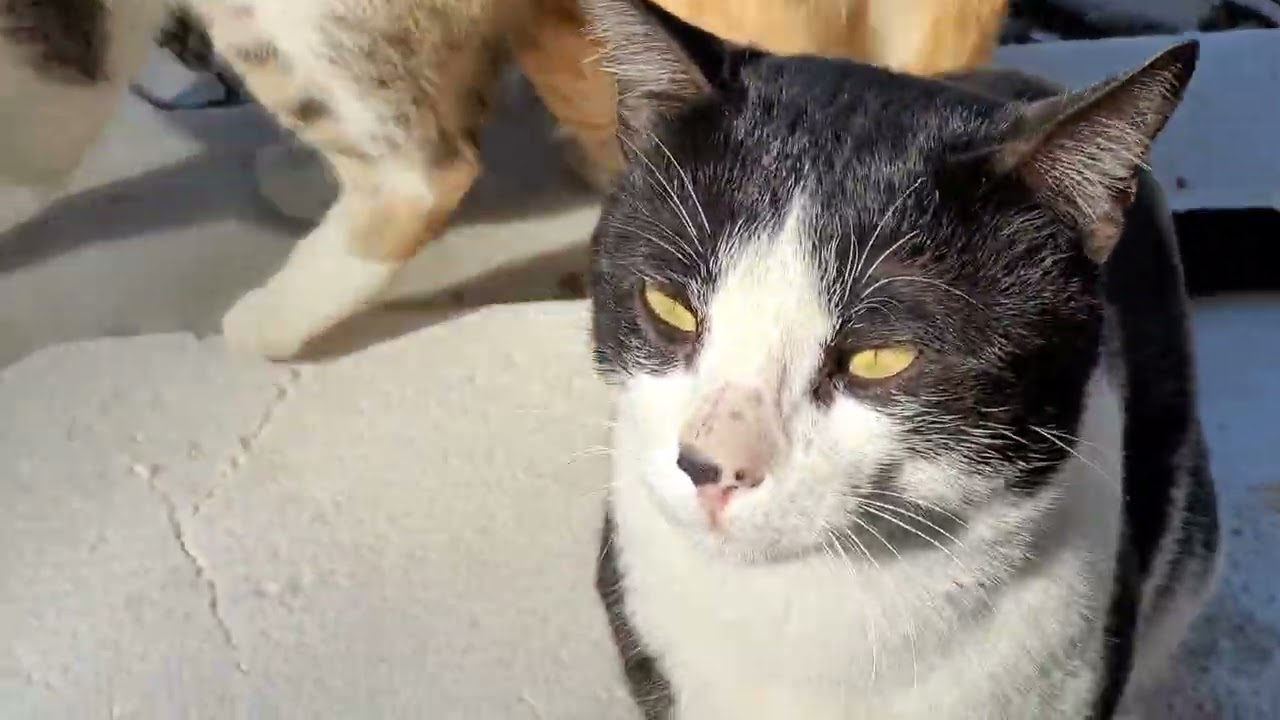 Cat#dog#