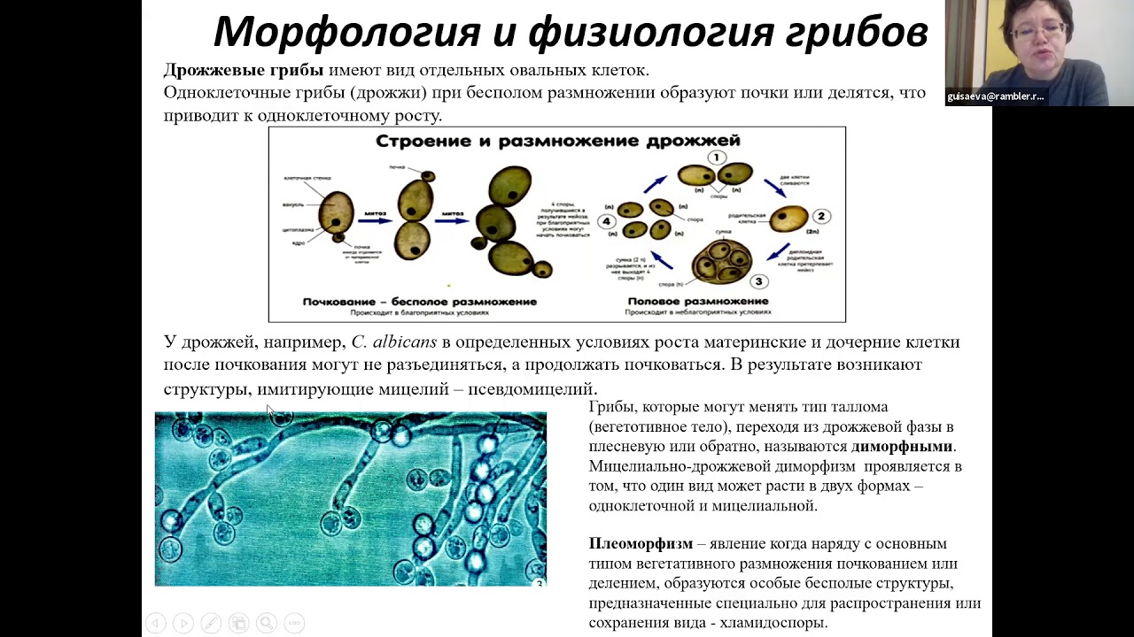 Л. Т. Баязитова. Микозы.