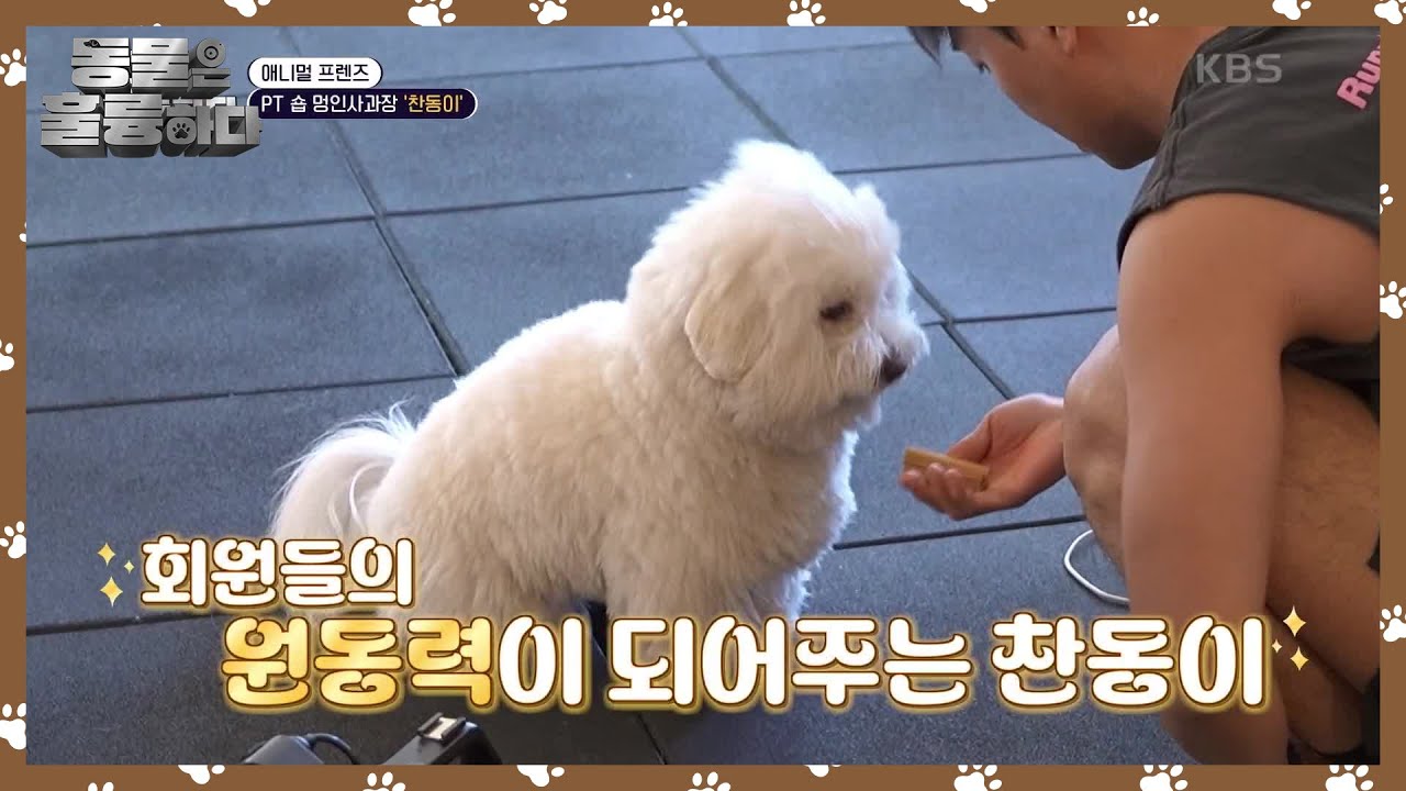 [애니멀 프렌즈] PT 숍 멍인사과장 &lsquo;찬동이&rsquo; [동물은 훌륭하다] | KBS 250324 방송