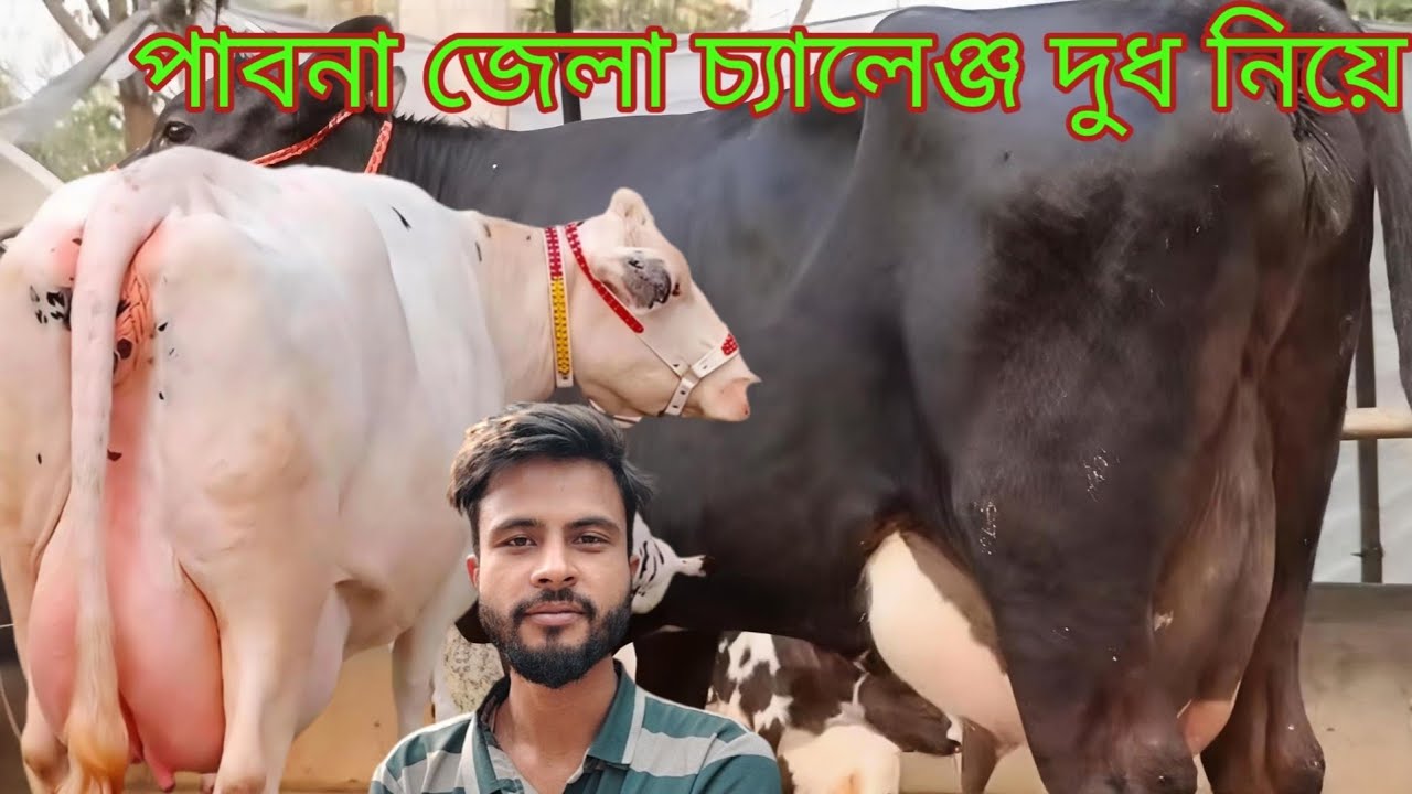 পাবনা জেলা চ্যানেল | ২০-৩২ লিটার দুধের হাইকোয়ালিটি জার্সি ও ফিজিয়ান গাভীর ধামাকা কালেকশন