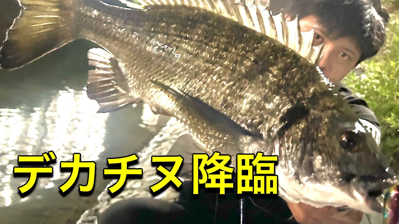天才チヌは夜に狙え！