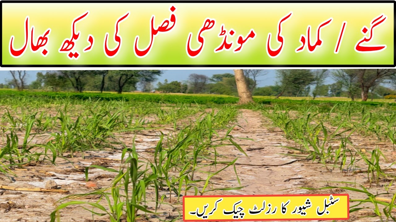 Maximizing Sugarcane Production: Effective Crop Management Strategies
