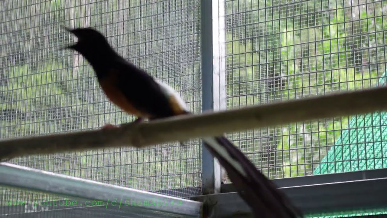 Murai batu (white-rumped shama)