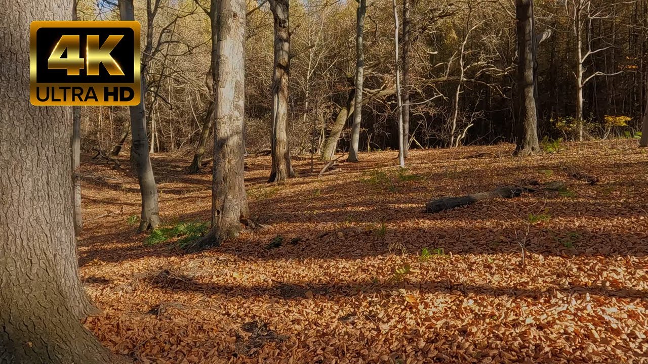 Jesienny spacer po lesie w 4K | 1h spaceru z dźwiękami natury i śpiewem ptaków. Skały i zamek. ASMR
