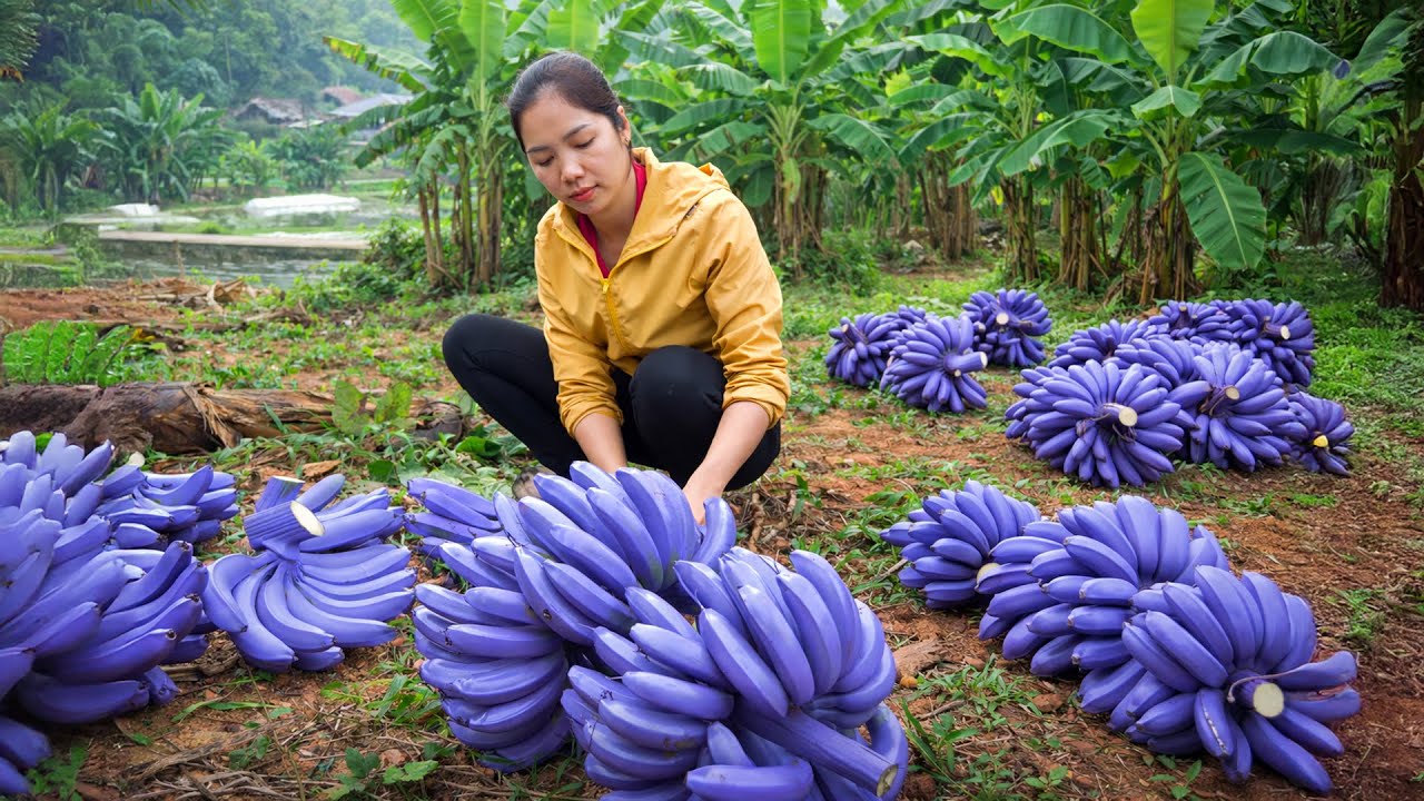 Harvesting 1000+Kg The Bunch of Purple Bananas Stands Out To Sell At Market | Tieu Ca Free Bushcraft