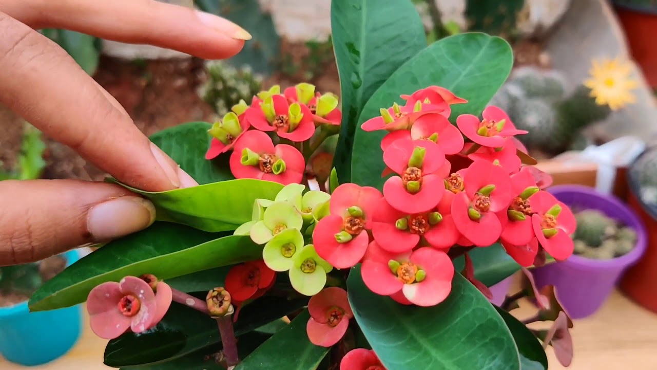 A complete detail on Euphorbia Milli || Propagation || Tips to get more flower