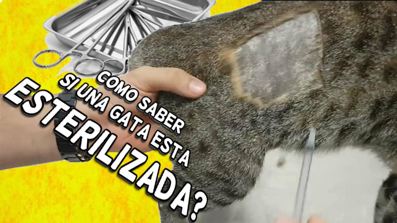 Como saber si una gata esta esterilizada?