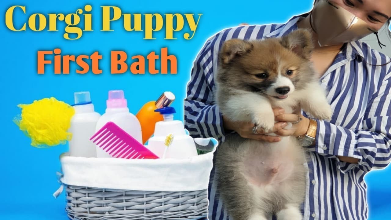 How to: Bathe your Corgi puppy for the first time.