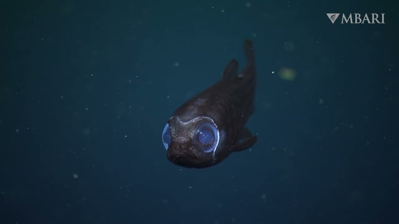 Some of our favorite deep-sea moments of the year—in stunning 4K