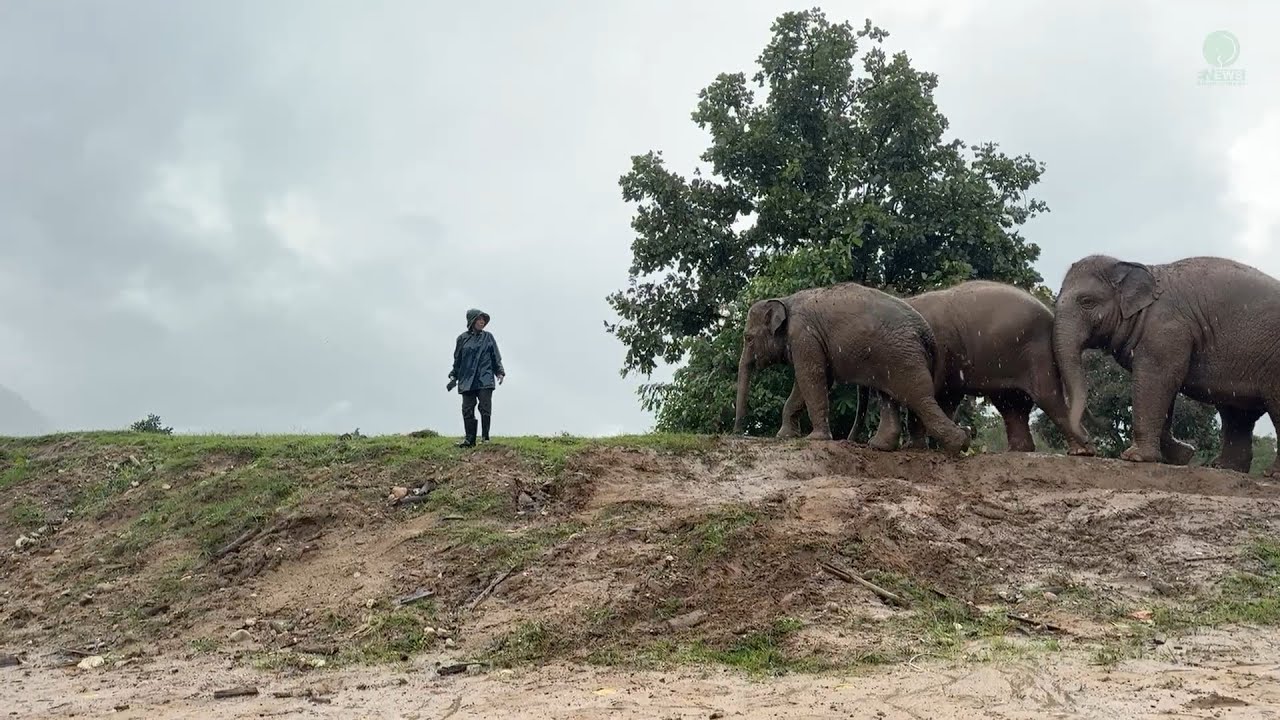 Lek Brings the Baby Elephant Youngsters Together for a Muddy Playdate on the Hill - ElephantNews