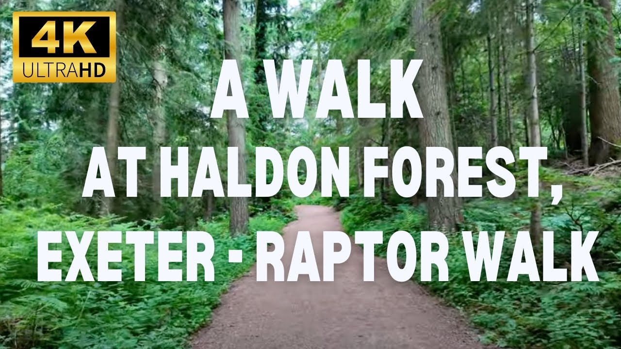 4K Haldon Forest, Exeter - Raptor Walk 4.5K