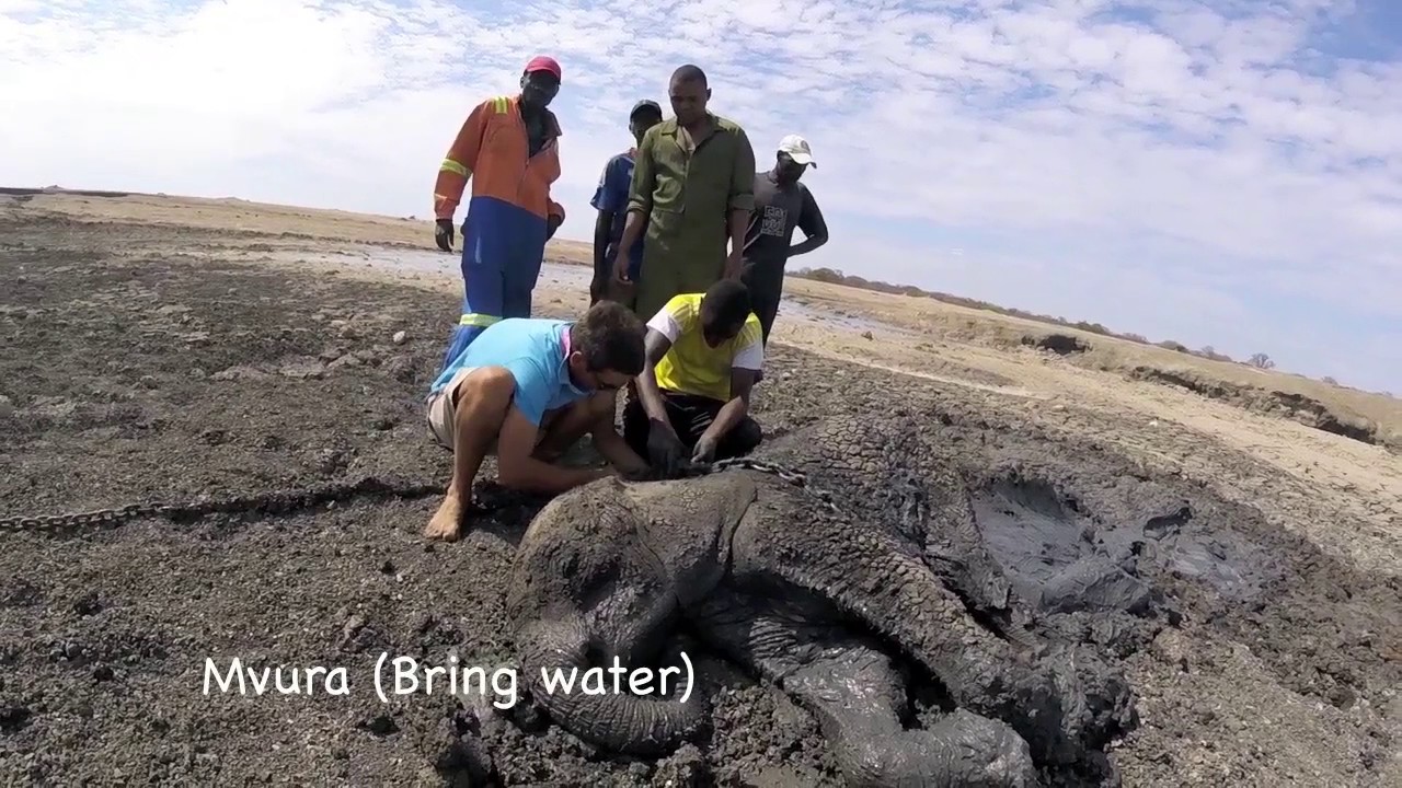 Elephant Calf Rescue