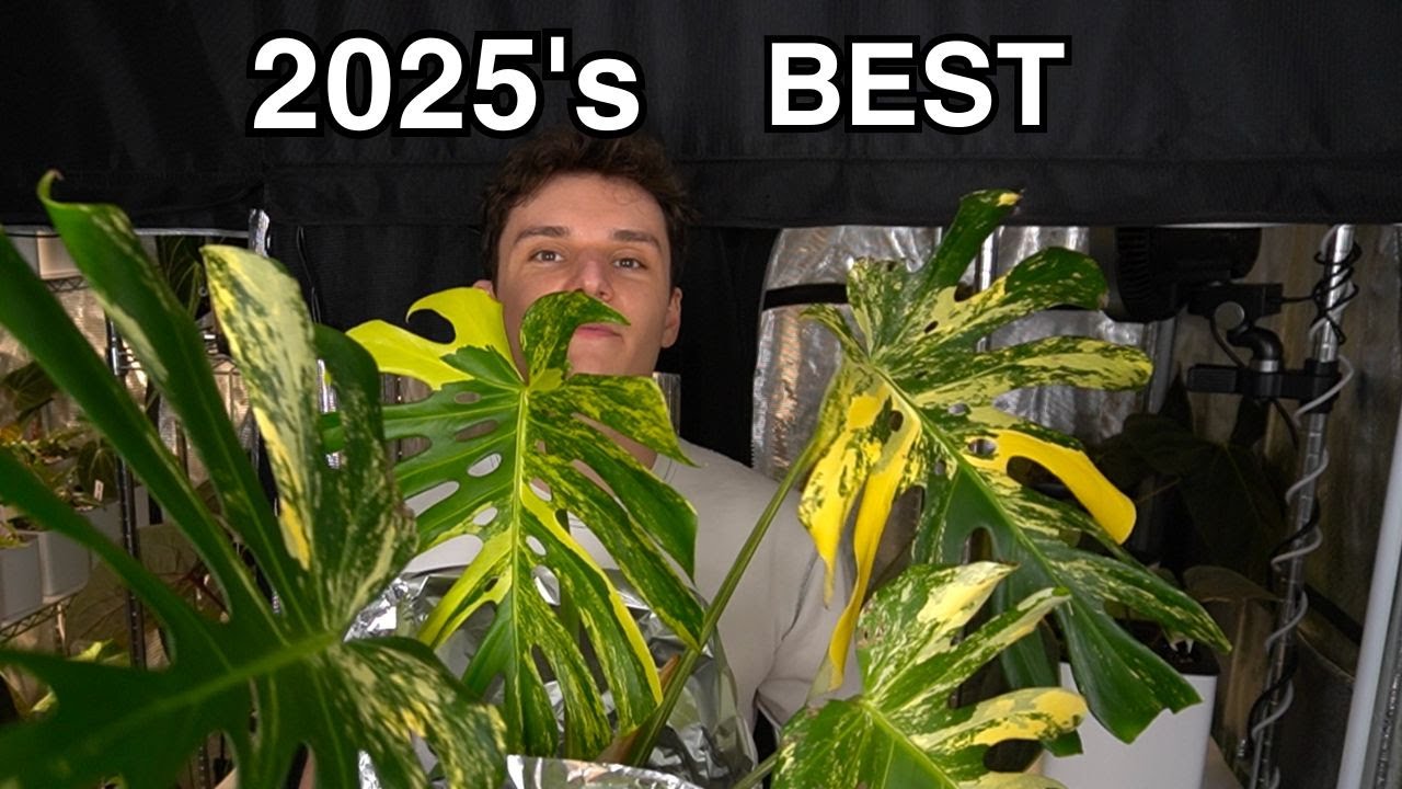 Мои любимые растения 2025 года