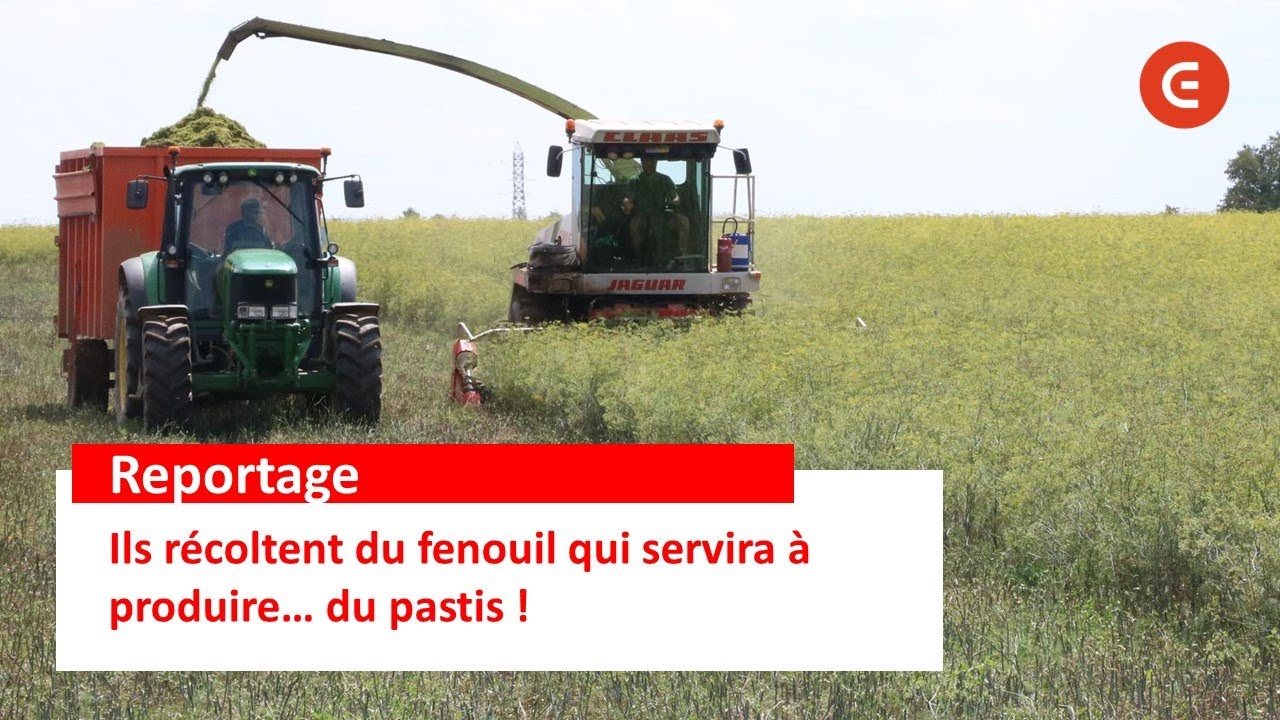 R&eacute;colte du fenouil avec une ENSILEUSE pour le PASTIS